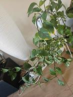 Plants and chair for sale, Ophalen, Overige soorten, Minder dan 100 cm