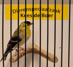 Treursijs man, Mannelijk, Geringd