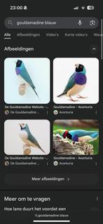 Gouldamedine gezocht, Dieren en Toebehoren, Vogels | Overige Vogels, Meerdere dieren, Tropenvogel