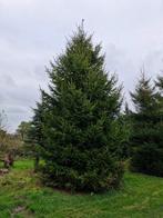 Grote Kerstbomen voor Straten en pleinen, Tuin en Terras, Ophalen, Volle zon, Overige soorten
