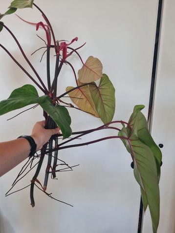 Philodendron painted lady stekken 7x beschikbaar voor biedingen