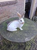 Groot lotharinger driekleur voedster, Vrouwelijk, Groot, 0 tot 2 jaar