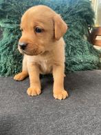 De laatste Redfox labrador pup een teefje, Dieren en Toebehoren, Labrador retriever, Meerdere, Meerdere dieren, Nederland