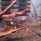Daisy rijstvis "Oryzias woworae" Medaka blauwe rijstvisje, Dieren en Toebehoren, Vissen | Aquariumvissen, Vis, Zoetwatervis, Schoolvis