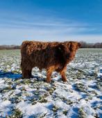 Schotse Hooglander Stierkalf, Dieren en Toebehoren, Runderen, Mannelijk