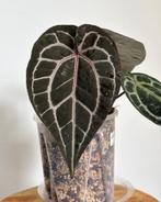 Anthurium Michelle F2 by DocBlock, Ophalen of Verzenden, Overige soorten, Minder dan 100 cm