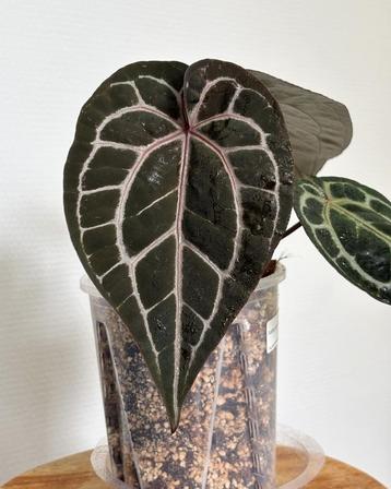 Anthurium Michelle F2 by DocBlock beschikbaar voor biedingen