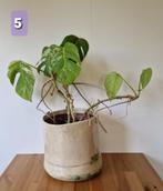 Plant Monstera Deliciosa Thai Constellation !, Ophalen, Overige soorten, In pot