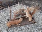 opgezette wezeltjes, Verzamelen, Dierenverzamelingen, Ophalen of Verzenden, Gebruikt, Wild dier, Opgezet dier