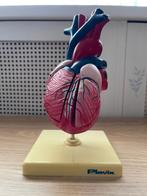Prachtig anatomisch model van het hart, Ophalen of Verzenden