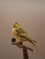 Europese sijs 1-0, Dieren en Toebehoren, Vogels | Overige Vogels, Mannelijk, Wildzangvogel