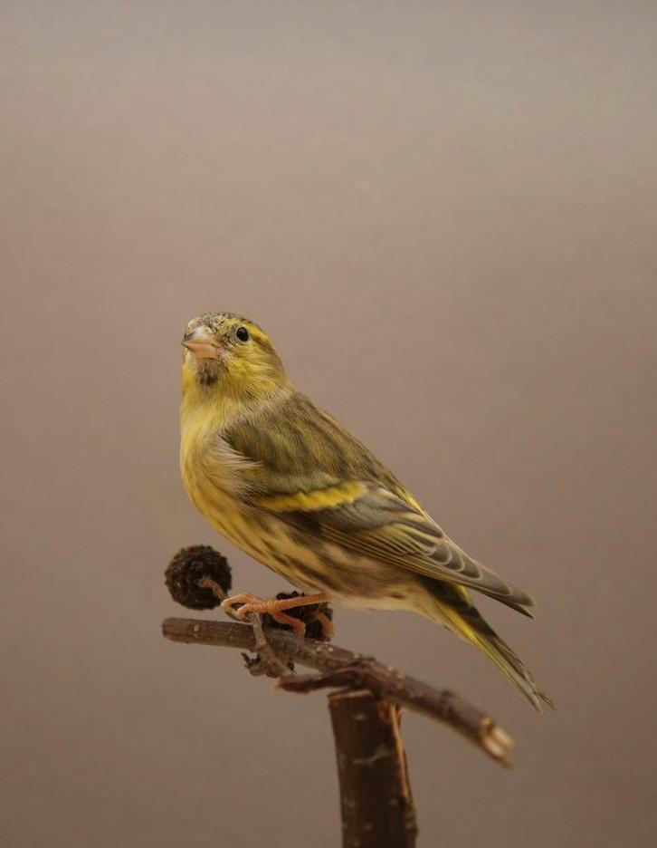 Europese sijs 1-0, Dieren en Toebehoren, Vogels | Overige Vogels, Wildzangvogel, Mannelijk