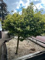 Boom voor voortuin, Ophalen, Volle zon, Bolboom, 100 tot 250 cm