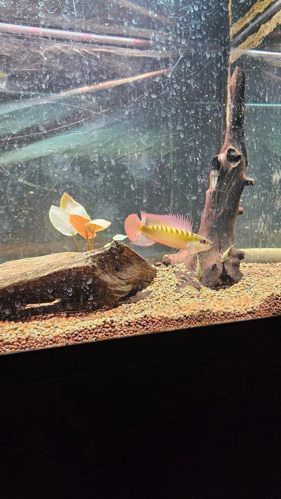 Wallaciia notophthalmus (wildvang), Dieren en Toebehoren, Vissen | Aquariumvissen, Zoetwatervis, Vis