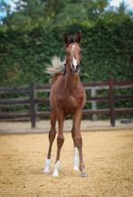 2  arabische veulens te koop merrie en hengst, Dieren en Toebehoren, Paarden, Minder dan 160 cm, 0 tot 2 jaar, Onbeleerd, Meerdere dieren