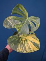 Monstera Aurea Variegata p17 (4), Huis en Inrichting, Kamerplanten, Ophalen of Verzenden, Halfschaduw, Minder dan 100 cm