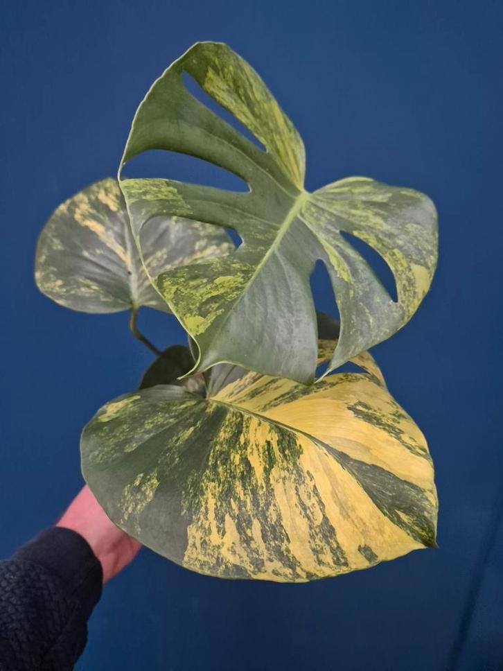 Monstera Aurea Variegata p17 (4), Huis en Inrichting, Kamerplanten, Minder dan 100 cm, Halfschaduw, Ophalen of Verzenden