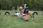 Super lieve geduldige brave Welsh merrie, Dieren en Toebehoren, Pony's, Merrie, B, Gechipt, A pony (tot 1.17m)