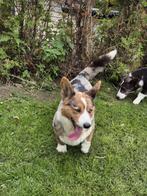 Raszuivere  Welsh corgi cardigan, Dieren en Toebehoren, Honden | Herdershonden en Veedrijvers, Nederland, CDV (hondenziekte), Meerdere
