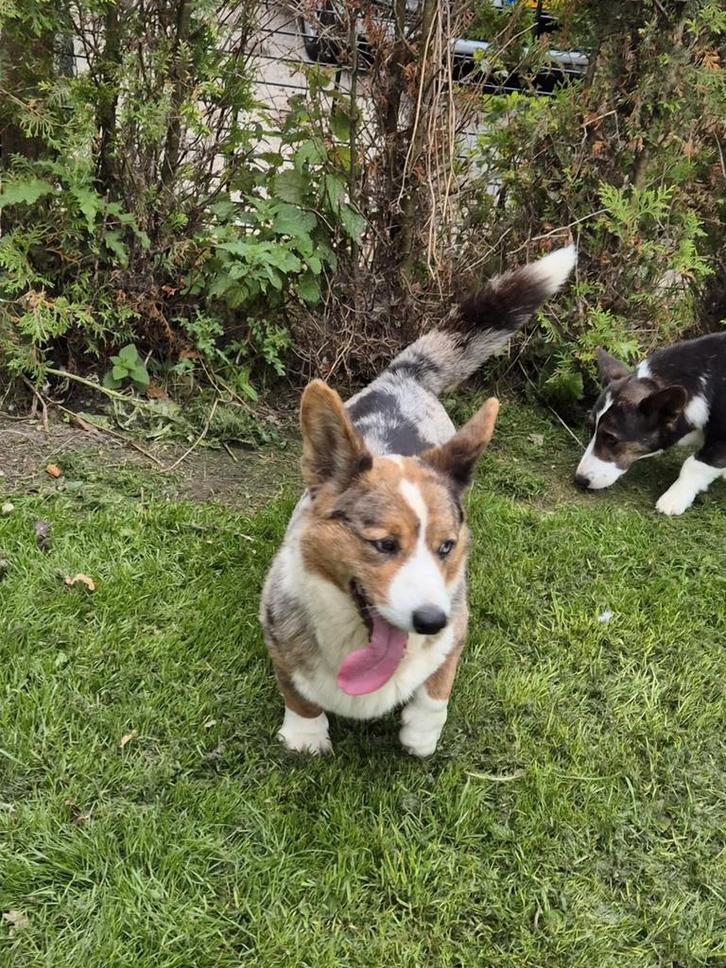 Raszuivere  Welsh corgi cardigan, Dieren en Toebehoren, Honden | Herdershonden en Veedrijvers, Meerdere dieren, Herder, Fokker | Professioneel