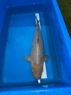 Verschillende kois mogen de vijver verlaten, Karper of Koi