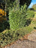 (Groot formaat) Taxus, Liguster, Laurierkers, Tuin en Terras, Planten | Struiken en Hagen, Ophalen, Overige soorten, 100 tot 250 cm