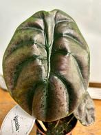 Alocasia cuprea red secret. Pot 12, Huis en Inrichting, Kamerplanten, Ophalen of Verzenden, Overige soorten, Minder dan 100 cm