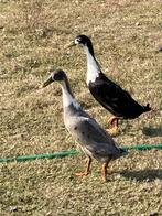 Loopeenden, Dieren en Toebehoren, Pluimvee, Meerdere dieren, Eend