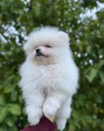 Prachtige mini pomeriaan pups ( bear face ), Dieren en Toebehoren, Honden | Poolhonden, Keeshonden en Oertypen, België, Particulier