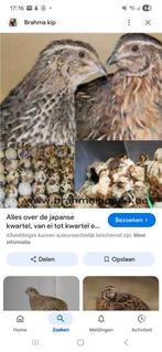 Gezocht broedeieren (japanse) kwartels, Geslacht onbekend, Overige soorten