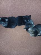 Half Sibirische katertjes, Kater