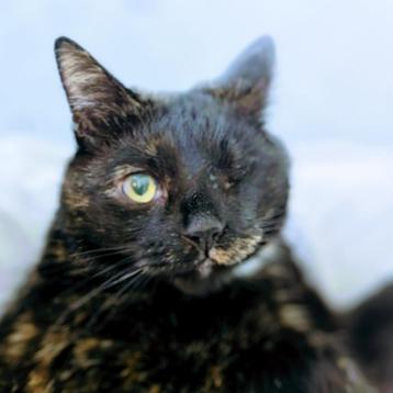 Kat Atje, 6 jaar, mist een oogje. beschikbaar voor biedingen