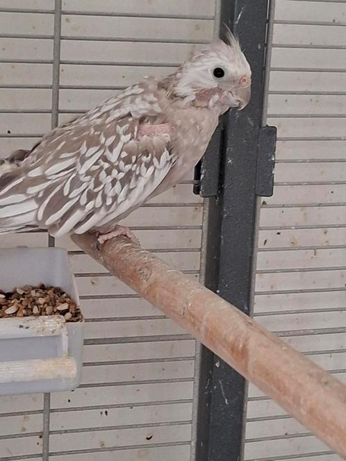 Pop valkparkiet, Dieren en Toebehoren, Vogels | Parkieten en Papegaaien, Parkiet, Vrouwelijk