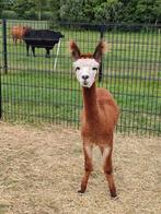 Te koop alpaca ruin, Dieren en Toebehoren, Overige Dieren, Februari, Mannelijk