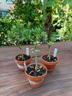 citrus myrtifolia variegata, Tuin en Terras, Planten | Tuinplanten, Ophalen, Lente, Fruitplanten, Volle zon