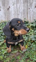 Vrolijke kort benige teckel pups Black & Tan, Dieren en Toebehoren, 8 tot 15 weken, Korthaar, Dwerg, CDV (hondenziekte)