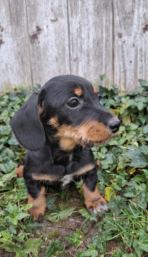 Vrolijke kort benige teckel pups Black & Tan, Dieren en Toebehoren, Honden | Teckels en Dashonden, Meerdere dieren, Korthaar, Dwerg