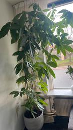 Pachira Aquatica (Geldboom), 200 cm of meer, Overige soorten, In pot, Groene kamerplant