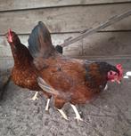 3 hennen welsumer x barnevelder, Dieren en Toebehoren, Pluimvee, Vrouwelijk, Kip