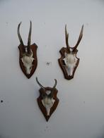 3 ree geweien (11) samen voor 30 euro, Verzamelen, Dierenverzamelingen, Ophalen of Verzenden, Zo goed als nieuw, Wild dier, Gewei of Kop