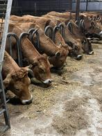 Parthenaise koe / koeien drachtig, Dieren en Toebehoren, Vrouwelijk, 7 tot 10 jaar