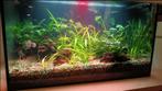 aquarium te koop, Dieren en Toebehoren, Vissen | Aquaria en Toebehoren, Ophalen, Gebruikt, Leeg aquarium