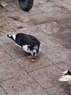 1.3 muskus eendjes, Dieren en Toebehoren, Vrouwelijk, Eend