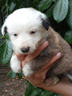 Border collie pups, 8 tot 15 weken, Collie, Meerdere, Meerdere dieren