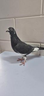 Postduiven, Dieren en Toebehoren, Meerdere dieren, Postduif