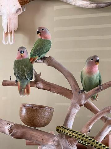 Agapornis roseicollis pop te koop vanaf augustus beschikbaar voor biedingen