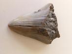 Te koop grote megalodon haaientand bijna 6 bij 5 centimeter, Verzamelen, Mineralen en Fossielen, Ophalen of Verzenden, Fossiel