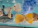 Albino Pearl Diamond Discus, Symphysodon Discus, Dieren en Toebehoren, Vissen | Aquariumvissen, Vis, Zoetwatervis