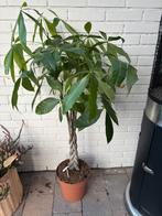 Kamer plant, Ophalen of Verzenden, Overige soorten, 100 tot 250 cm