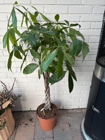 Kamer plant beschikbaar voor biedingen